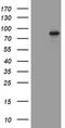 Actin Filament Associated Protein 1 antibody, M05258, Boster Biological Technology, Western Blot image 