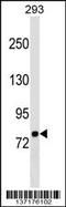 Leucine Zipper And EF-Hand Containing Transmembrane Protein 1 antibody, 59-207, ProSci, Western Blot image 