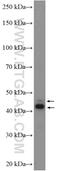 CD200 Molecule antibody, 14057-1-AP, Proteintech Group, Western Blot image 