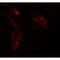 UHRF1 Binding Protein 1 Like antibody, LS-C144414, Lifespan Biosciences, Immunofluorescence image 