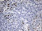 E74 Like ETS Transcription Factor 3 antibody, LS-C799879, Lifespan Biosciences, Immunohistochemistry paraffin image 