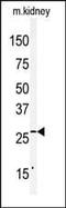 Claudin 2 antibody, PA5-13335, Invitrogen Antibodies, Western Blot image 