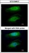 RPTOR Independent Companion Of MTOR Complex 2 antibody, GTX104617, GeneTex, Immunocytochemistry image 