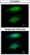 RPTOR Independent Companion Of MTOR Complex 2 antibody, GTX104617, GeneTex, Immunocytochemistry image 