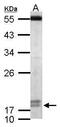 Peptidylprolyl Isomerase Like 3 antibody, PA5-30742, Invitrogen Antibodies, Western Blot image 