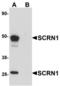 Secernin 1 antibody, LS-B5307, Lifespan Biosciences, Western Blot image 