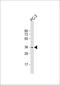 OTU Domain Containing 6B antibody, 62-055, ProSci, Western Blot image 