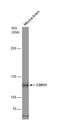 Cadherin 11 antibody, NBP2-15661, Novus Biologicals, Western Blot image 