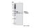 Glycogen Synthase Kinase 3 Alpha antibody, 9338S, Cell Signaling Technology, Western Blot image 