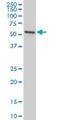 Early Growth Response 1 antibody, H00001958-M06, Novus Biologicals, Western Blot image 