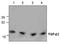 Transforming Growth Factor Beta 2 antibody, TA319078, Origene, Western Blot image 