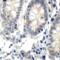 Endoplasmic Reticulum To Nucleus Signaling 1 antibody, 3655, ProSci, Immunohistochemistry frozen image 
