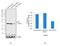 Cyclin Dependent Kinase 1 antibody, 33-1800, Invitrogen Antibodies, Western Blot image 