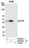 Indoleamine 2,3-Dioxygenase 1 antibody, A700-040, Bethyl Labs, Immunoprecipitation image 