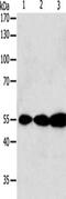 Glutathione-Disulfide Reductase antibody, CSB-PA910911, Cusabio, Western Blot image 