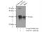 NADH:Ubiquinone Oxidoreductase Core Subunit S3 antibody, 15066-1-AP, Proteintech Group, Immunoprecipitation image 