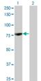 Protein Kinase C Delta antibody, H00005580-M07, Novus Biologicals, Western Blot image 