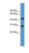 Prodynorphin antibody, NBP1-91500, Novus Biologicals, Western Blot image 