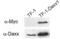 Death domain-associated protein 6 antibody, ALX-804-404-C100, Enzo Life Sciences, Western Blot image 