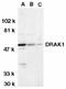 Serine/Threonine Kinase 17a antibody, LS-C316, Lifespan Biosciences, Western Blot image 