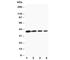 BCL2 Associated Athanogene 1 antibody, R30463, NSJ Bioreagents, Western Blot image 