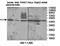 Zinc Finger Protein 597 antibody, orb78465, Biorbyt, Western Blot image 