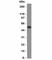 Epithelial Cell Adhesion Molecule antibody, V9019-0.1ML, NSJ Bioreagents, Flow Cytometry image 