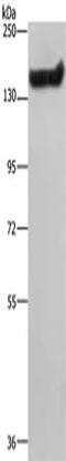 Nfm antibody, CSB-PA298176, Cusabio, Western Blot image 