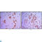 ETS Proto-Oncogene 1, Transcription Factor antibody, LS-C812594, Lifespan Biosciences, Western Blot image 