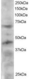 Telomeric Repeat Binding Factor 1 antibody, PA5-18010, Invitrogen Antibodies, Western Blot image 