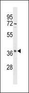 Olfactory Receptor Family 10 Subfamily S Member 1 antibody, LS-C163141, Lifespan Biosciences, Western Blot image 