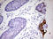 Keratin 20 antibody, LS-C336607, Lifespan Biosciences, Immunohistochemistry frozen image 