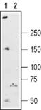 Ryanodine Receptor 2 antibody, PA5-77717, Invitrogen Antibodies, Western Blot image 