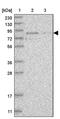 RUN And SH3 Domain Containing 1 antibody, PA5-55885, Invitrogen Antibodies, Western Blot image 