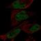 EYA Transcriptional Coactivator And Phosphatase 1 antibody, NBP2-58069, Novus Biologicals, Immunofluorescence image 