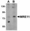 MRE11 Homolog, Double Strand Break Repair Nuclease antibody, LS-B6978, Lifespan Biosciences, Western Blot image 