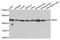 BOC Cell Adhesion Associated, Oncogene Regulated antibody, abx005415, Abbexa, Western Blot image 