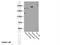 Myosin Heavy Chain 2 antibody, 55069-1-AP, Proteintech Group, Western Blot image 