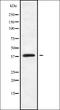 MAGBI antibody, orb336225, Biorbyt, Western Blot image 