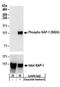 Tripartite Motif Containing 28 antibody, NBP2-32073, Novus Biologicals, Western Blot image 