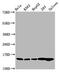 H2B/g antibody, orb516371, Biorbyt, Western Blot image 