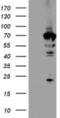N-Myristoyltransferase 2 antibody, NBP2-01676, Novus Biologicals, Western Blot image 
