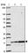 Mitotic Spindle Organizing Protein 2A antibody, HPA052623, Atlas Antibodies, Western Blot image 