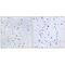 Nephrocystin 4 antibody, A04919, Boster Biological Technology, Immunohistochemistry frozen image 