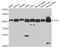 DNA Topoisomerase I antibody, A7741, ABclonal Technology, Western Blot image 