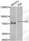 Involucrin antibody, A8026, ABclonal Technology, Western Blot image 