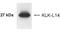 Kallikrein Related Peptidase 14 antibody, NB200-132, Novus Biologicals, Western Blot image 