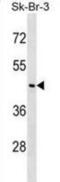 Neuronal Growth Regulator 1 antibody, abx029178, Abbexa, Western Blot image 