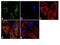 Autophagy Related 16 Like 1 antibody, 701685, Invitrogen Antibodies, Immunofluorescence image 