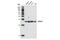 Ubiquitin C-Terminal Hydrolase L3 antibody, 3525S, Cell Signaling Technology, Western Blot image 